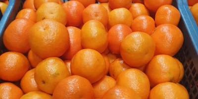 DIRECTAMENTE DEL FABRICANTE Naranjas griegas grado 1, precio 0,90