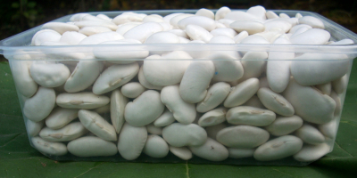 Judías blancas grandes, 70-80 piezas/kg, producción ecológica, embalaje: saco