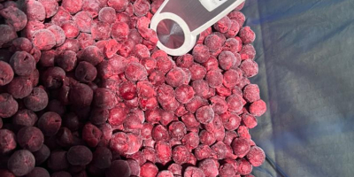 Producto congelado IQF Fruta Cereza deshuesada Nuestra empresa en