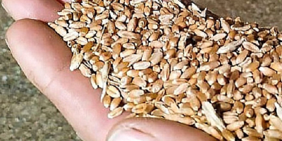 Ofrecemos pszenicę paszową - załadunki - Ucrania. Posible transporte