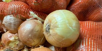 Compraré cebollas comerciales y cebollas para pelar. Pago rápido