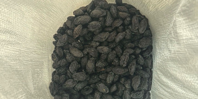 Vendo ciruelas pasas Stanley en grandes cantidades, alrededor de