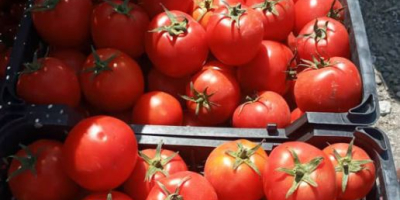 Tomate fresco / tomates Exportación desde España a Europa
