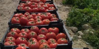 Tomate fresco / tomates Exportación desde España a Europa
