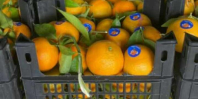 Naranjas Navel Naranjas Valencia Mandarinas Mandarinas Todos los calibres