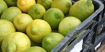 Productor de limones Finos ecológicos con certificado, se venden