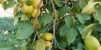 Productor de limones Finos ecológicos con certificado, se venden