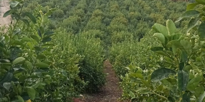 Productor de limones Finos ecológicos con certificado, se venden