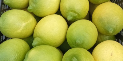 Productor de limones Finos ecológicos con certificado, se venden