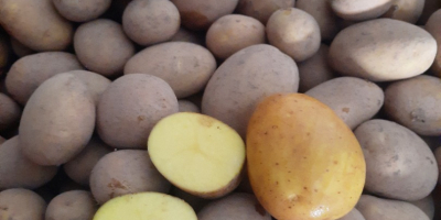 Patatas comestibles de la variedad Corina.