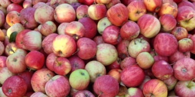 Comercializamos variedades de manzanas cocidas para la industria, compotas