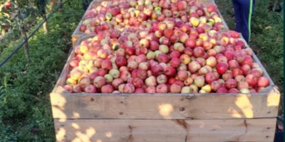 Comercializamos variedades de manzanas cocidas para la industria, compotas