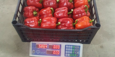 ¡Venderé pimientos rojos, amarillos y verdes, importados de Uzbekistán!