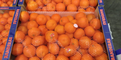 Venderé 24 paletas de mandarinas, variedad Clemenules. País de