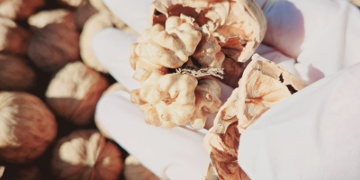 В момента продаваме 70 метрични тона калибрирани орехи Fernor