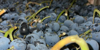 Ofrecemos a la venta uva negra de alta calidad,