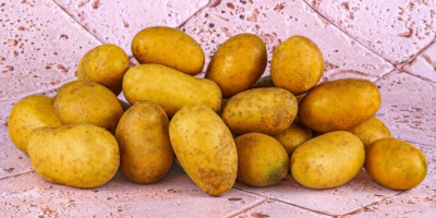 Disponemos de 125 toneladas de patatas amarillas alemanas en