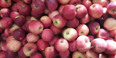 Vendo manzanas para consumo a precio de productor. Variedades