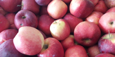 Vendo manzanas para consumo a precio de productor. Variedades