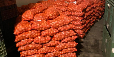 Venta de cebolla roja de Hungría. Tamaño: 40-80 mm