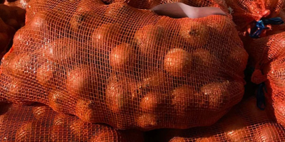 Venta de cebolla roja de Hungría. Tamaño: 40-80 mm