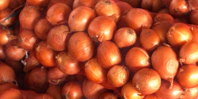 Exportamos cebollas de variedades holandesas para uso alimentario en