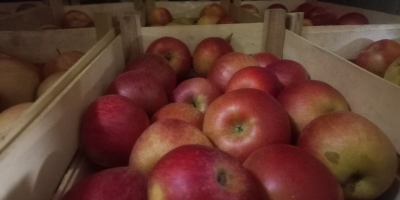 Vendo manzanas de la variedad Ajdared, los productos están