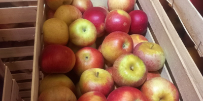Vendo manzanas de la variedad Ajdared, los productos están