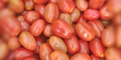 Vendo tomates cherry pera de la zona del Sur