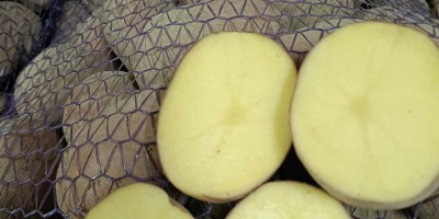 Vendo patatas de las variedades Soraya, Tajfun y Belarossa.