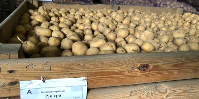 Patata de granja fresca de calidad para venta al