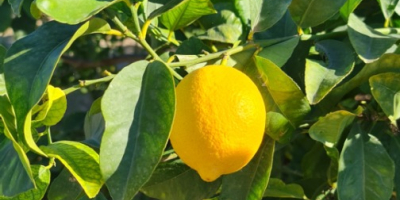 Variedad de limones Verna única de la Región de