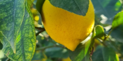 Variedad de limones Verna única de la Región de