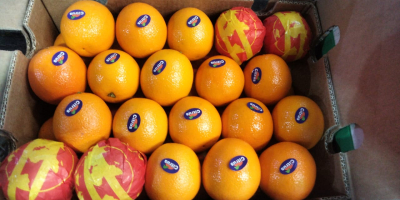 Venderé naranjas Valencia al por mayor País de origen:
