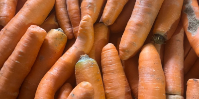 Venta de zanahorias comerciales y gruesas, zanahorias lavadas envasadas
