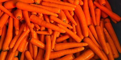Venta de zanahorias comerciales y gruesas, zanahorias lavadas envasadas