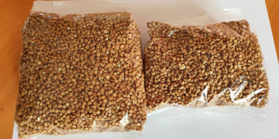 Granos de trigo sarraceno, pelados (grano), de primer grado,