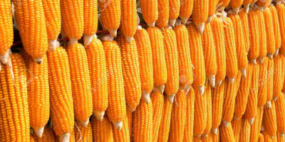 Vender maíz en grano orgánico de la cosecha más