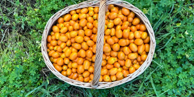 Kumquat de Portugal. Directamente del productor. Actualmente hay 50