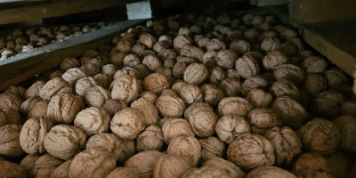 Vendo nueces con cáscara producidas en Rumania