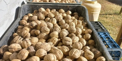 Vendo nueces con cáscara producidas en Rumania