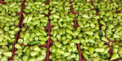 Exportación de pimiento verde fresco de Uzbekistán Nuestra empresa
