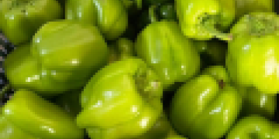 Exportación de pimiento verde fresco de Uzbekistán Nuestra empresa