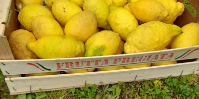 Limones orgánicos de Campania