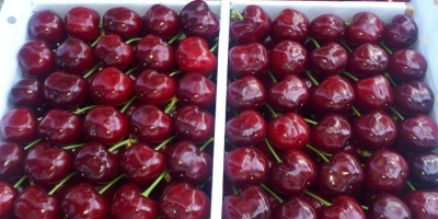 exportación de cerezas congeladas de Uzbekistán