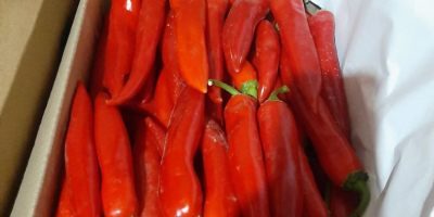 Chile rojo fresco Exportación de chiles rojos frescos desde