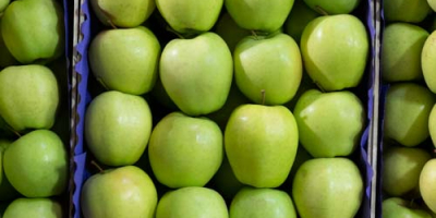 Ofrecemos manzanas de Polonia de todas las variedades en