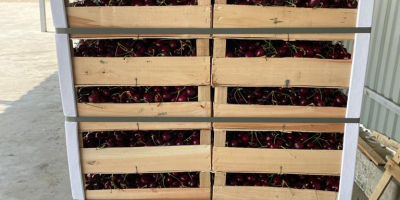 Producimos y distribuimos: cerezas, ciruelas y la variedad más