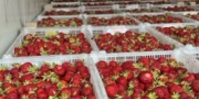 Продавам ягоди на едро, бране от края на май,