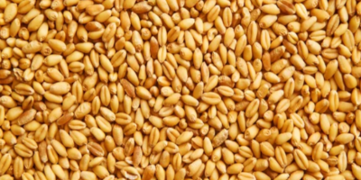 Продавам фуражна пшеница от производител. Крайната цена зависи от